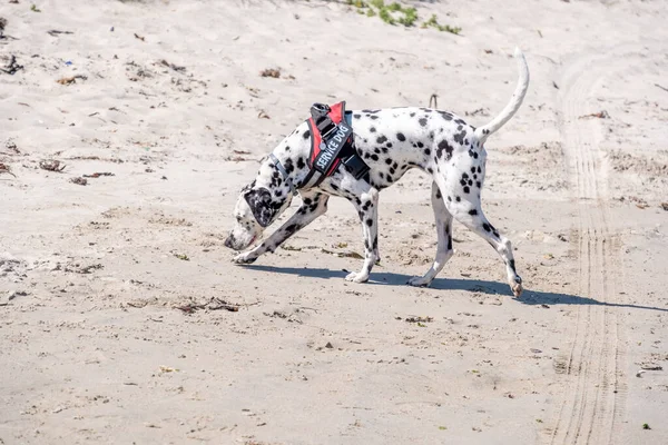 dalmatian search and rescue dog working on a beach on a bright day on a bright day