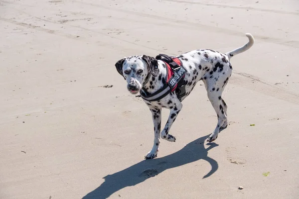 dalmatian search and rescue dog working on a beach on a bright day on a bright day