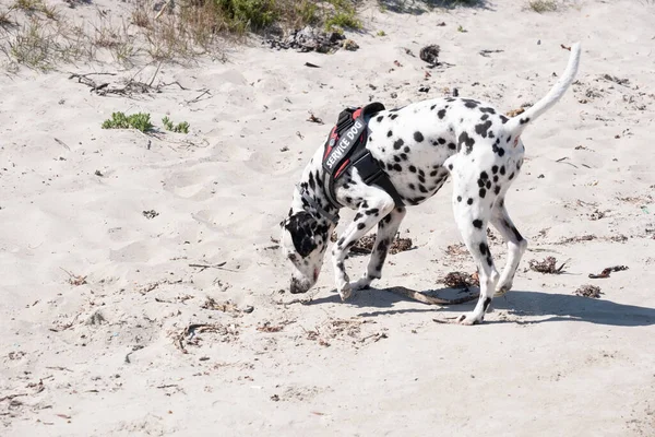 dalmatian search and rescue dog working on a beach on a bright day on a bright day