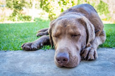 Çikolatalı labrador köpeği sahibinin evinin kapısında dinleniyor.