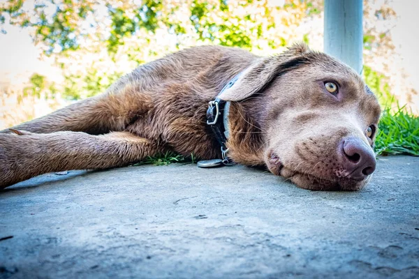 chocolate brown labrador puppy resting at the doorstep of its owners house