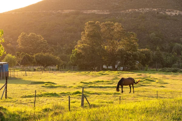 Cavalo Pastando Piquete Pôr Sol Luz Dourada — Fotografia de Stock