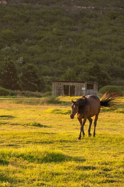 Cavallo Pascolo Recinto Tramonto Luce Dorata — Foto Stock