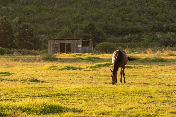 Cavalo Pastando Piquete Pôr Sol Luz Dourada — Fotografia de Stock