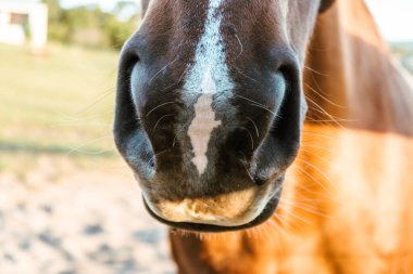 Kahverengi bir atın burnunu kapat.