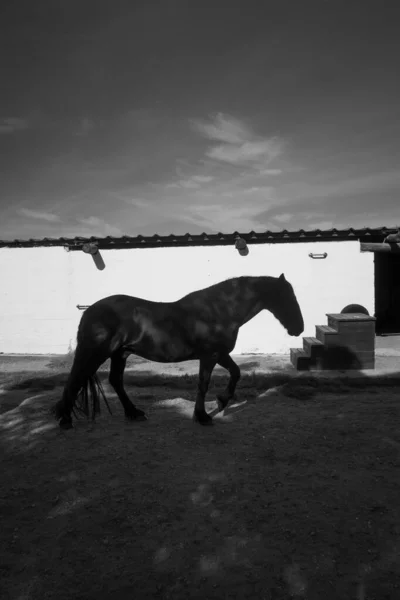 Black White Silhouette Horse Walking Front White Bar — Stock Photo, Image