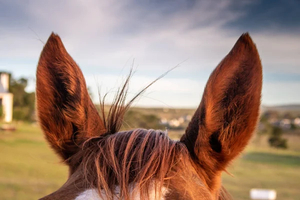 close up of a brown horses ears in a farm setting