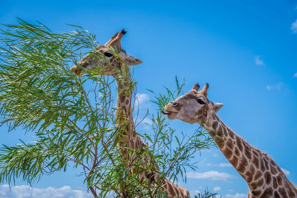 Primer Plano Dos Griaffe Comer Imagen De Stock