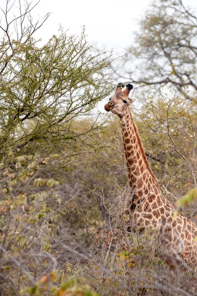 Kadın zürafa — Stok fotoğraf