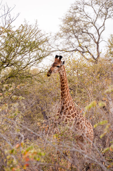 Female giraffe stands amongst the african bush at the Kruger National Park