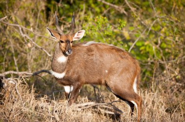 Bushbuck in the bush clipart