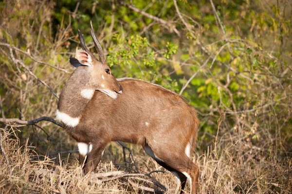 Bushbuck nel cespuglio — Foto Stock