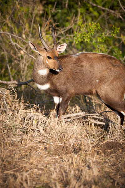 Bushbuck in the bush — Stock Photo, Image