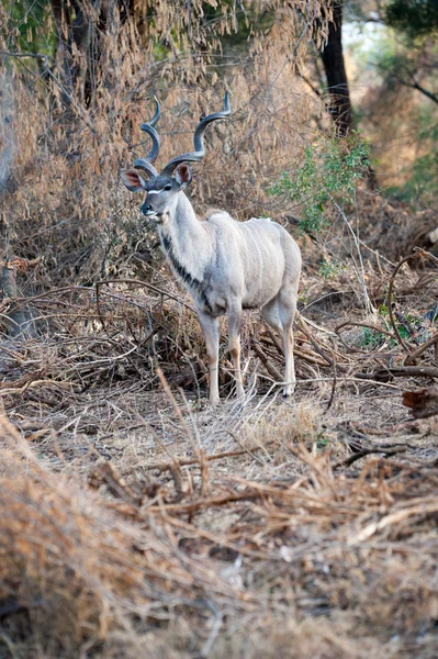 Hombre Kudu en el Parque Nacional Kruger —  Fotos de Stock
