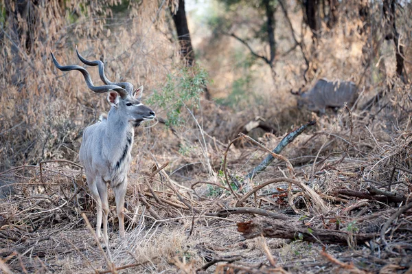 Hombre Kudu en el Parque Nacional Kruger —  Fotos de Stock