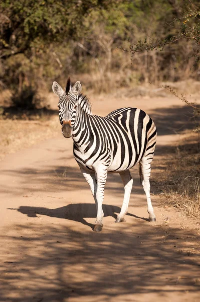 Zebra on a dirt road — Stock Photo, Image