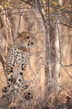 ormanda genç cheetah oturdu