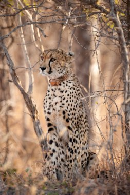 ormanda genç cheetah oturdu