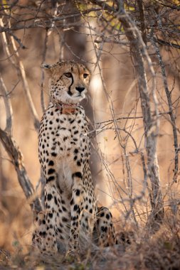 ormanda genç cheetah oturdu