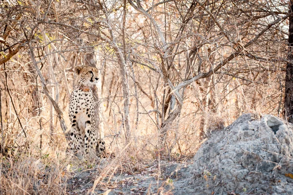 Joven guepardo sentado en el arbusto —  Fotos de Stock
