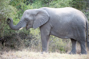Kruger Park filleri