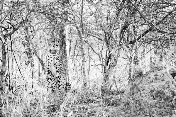 Joven guepardo sentado en el arbusto —  Fotos de Stock