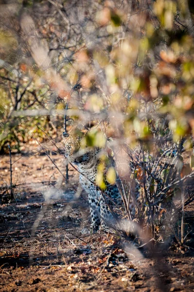 Leopardo camoflaged detrás de un árbol —  Fotos de Stock