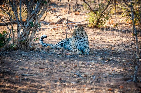 Leopardenmännchen saß unter einem Baum — Stockfoto