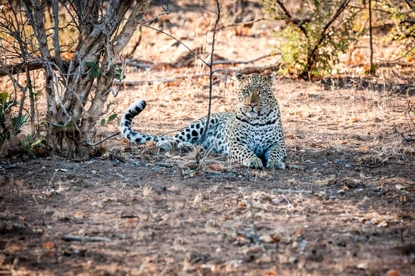 Leopardo macho sentado debajo de un árbol —  Fotos de Stock