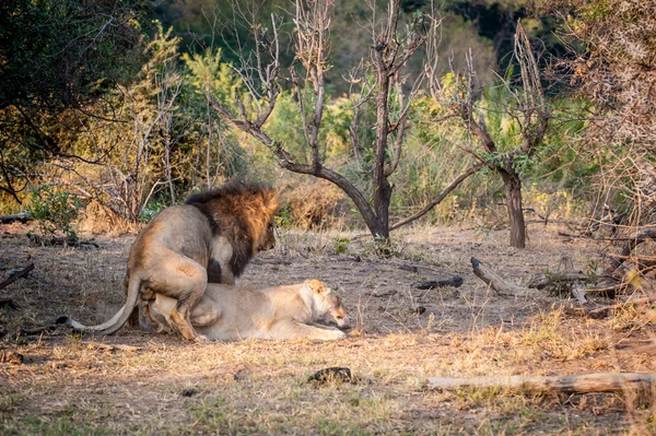 Два льва спариваются — стоковое фото