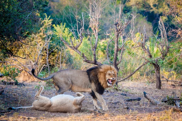 Два льва спариваются — стоковое фото