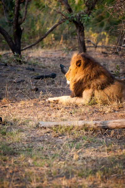 Lion mâle au repos — Photo