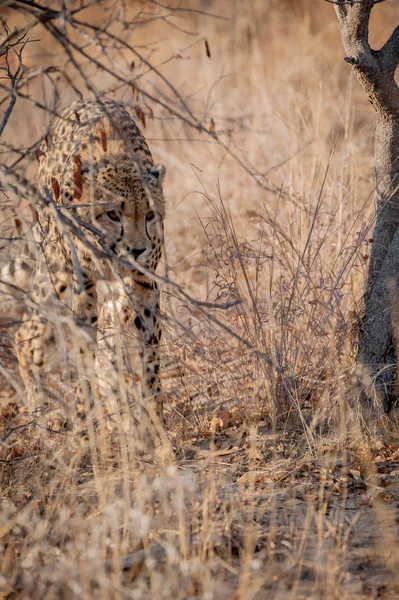Joven guepardo acechando entre los arbustos —  Fotos de Stock