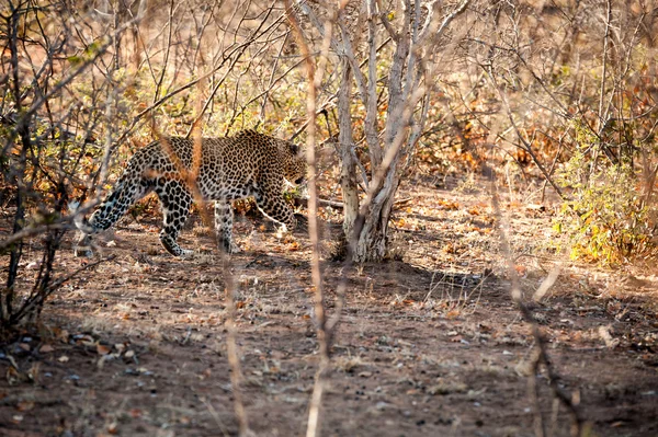 Leopardo macho caminando por el arbusto —  Fotos de Stock