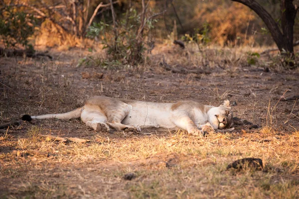 Mujer León Descansando —  Fotos de Stock