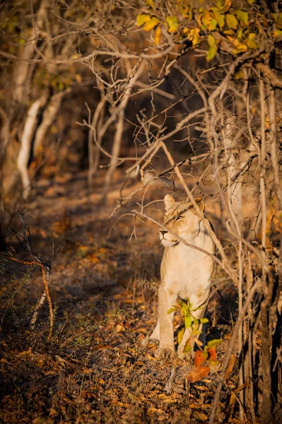 Молодой лев готовится к охоте — стоковое фото