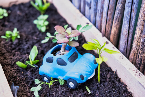A playful blue toy car repurposed as a succulent planter adds charm and color to a garden bed