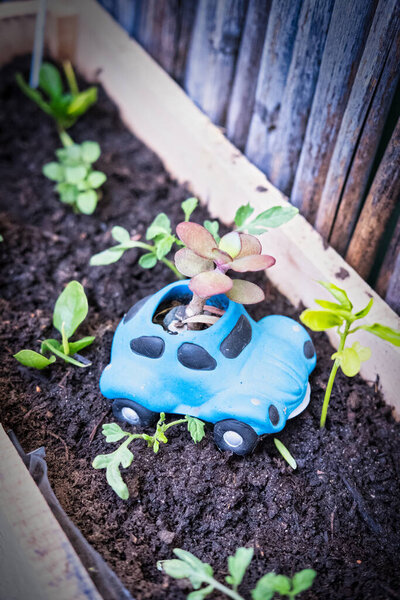 A playful blue toy car repurposed as a succulent planter adds charm and color to a garden bed