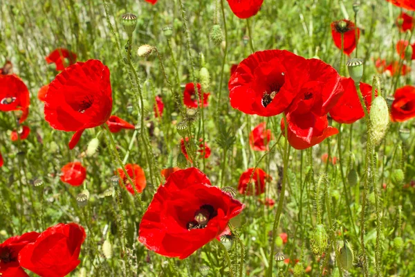 Tło poppy field — Zdjęcie stockowe