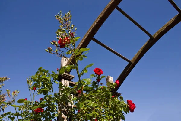 Rosenbusch auf dem Hintergrund des Himmels Stockbild