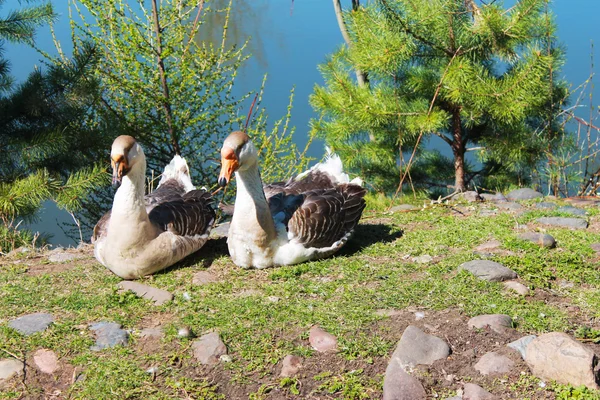 Två ankor — Stockfoto