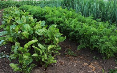 Bahçe Sebze yatak ile 