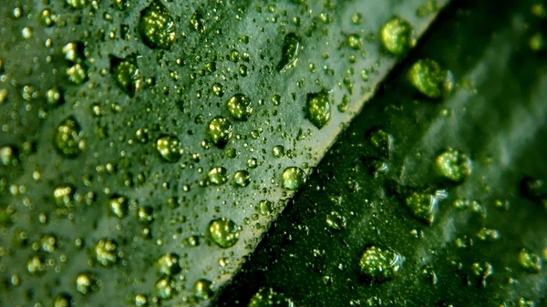 Gotas frescas en hoja verde — Foto de Stock