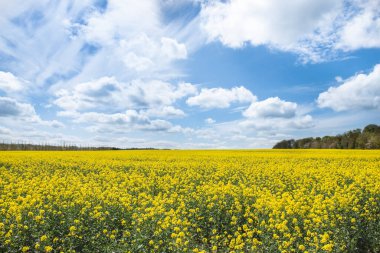 England  countryside flower garden
