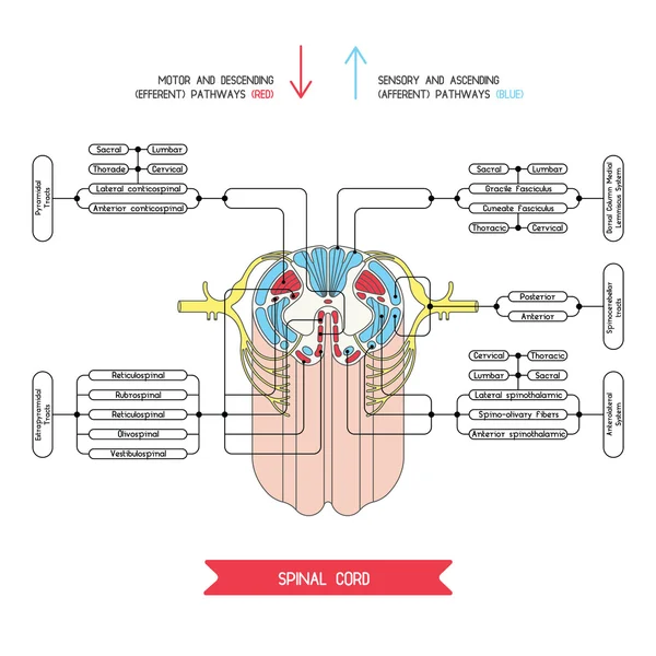 Simulación de médula espinal 3 — Archivo Imágenes Vectoriales