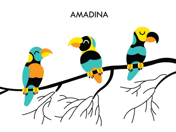 Amadina african birds 1 — Stock Vector