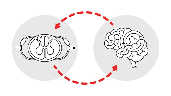 Cns cerveau et moelle épinière — Image vectorielle