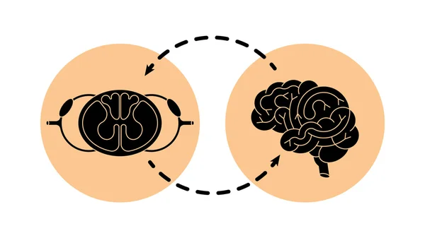 Cns cerveau et moelle épinière — Image vectorielle