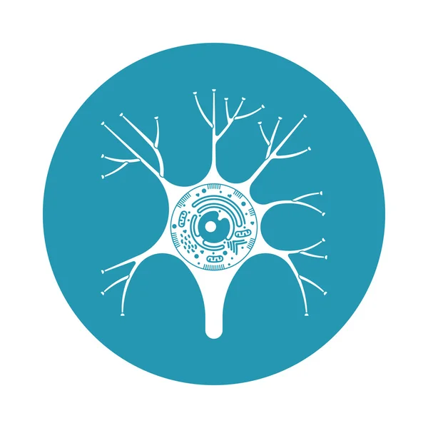 Neuron sejttestet — Stock Vector