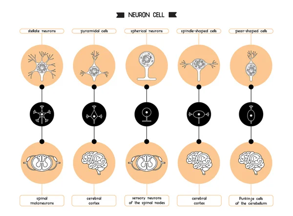 Σχήμα κυτταρικό σώμα του νευρώνα — Διανυσματικό Αρχείο
